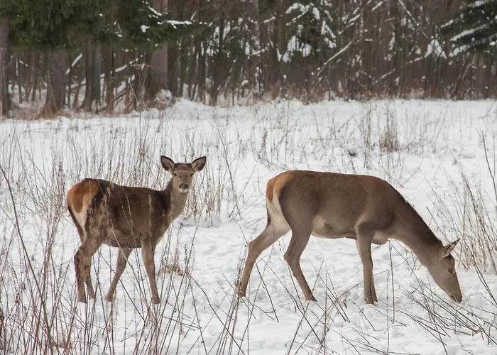 Wynajem Pokoi Magdalena בית אירוח *